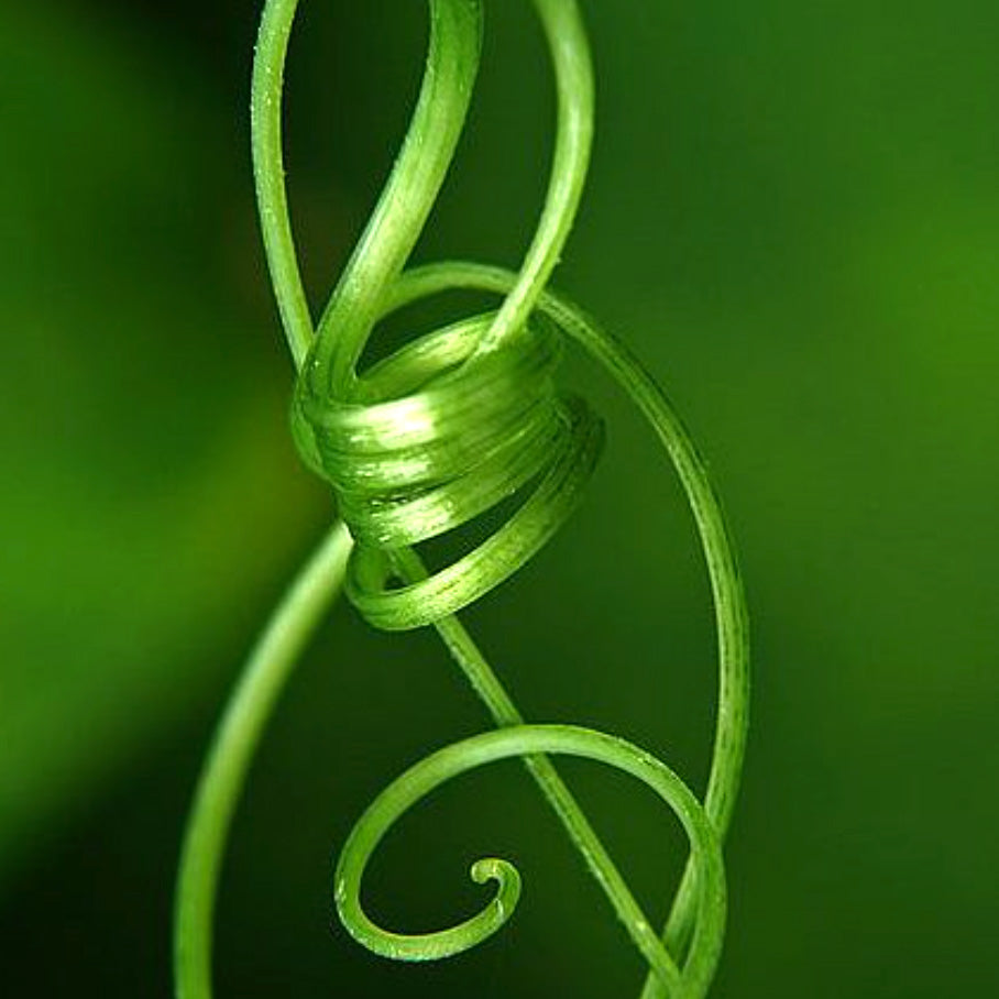 Chipe Chirit Vine Ring-Twist2