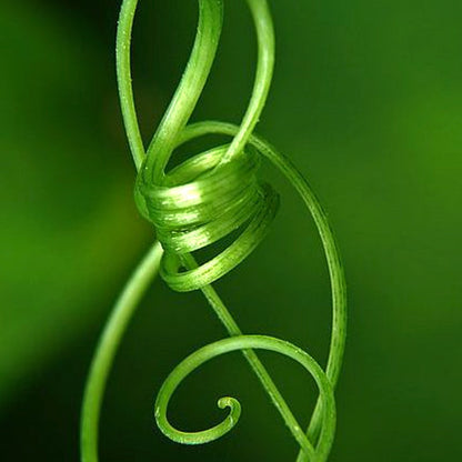 Chipe Chirit Vine Ring-Twist2